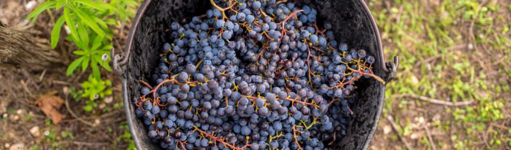 Vinho biodinâmico e sua conexão profunda com a terra
