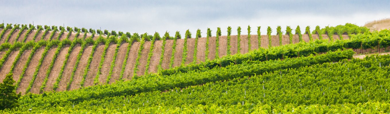 Paisagem com vinhedos em regiões vinícolas imperdíveis pelo mundo
