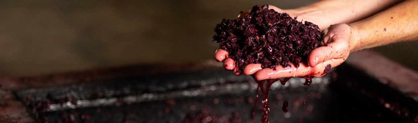 Produção de vinho caseiro