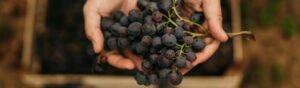 Uvas de Andradas