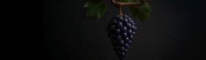 Cacho de uva Pinot Noir