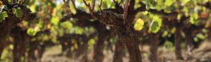 Terroir