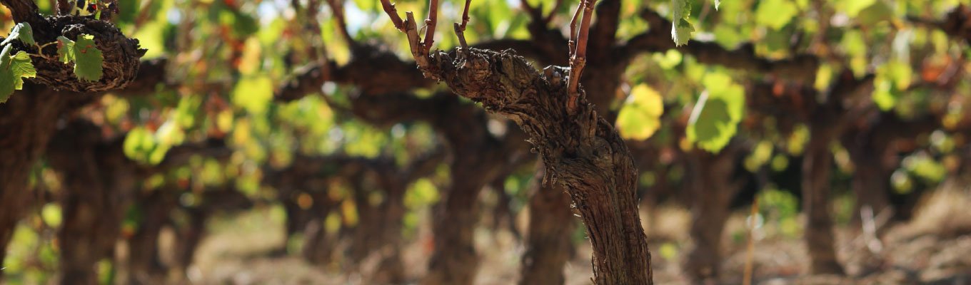 Terroir