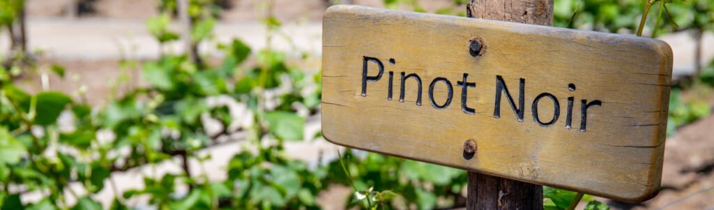 A origem da Pinot Noir