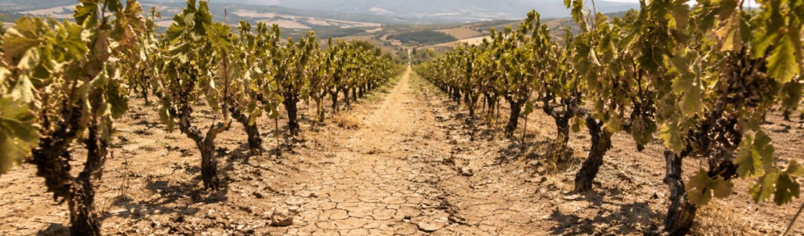 Vinhedo francês sob sol forte; calor extremo ameaça vinhedos na frança nesta safra.