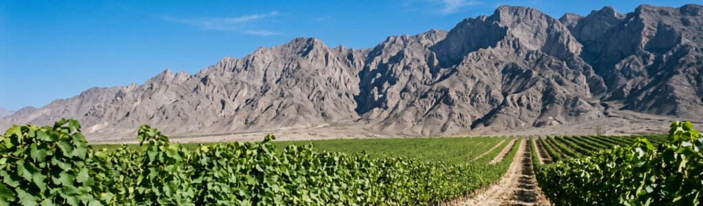 Vinhedos ao pé das montanhas Helan, em Ningxia, região de destaque do vinho chinês de uva